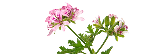 L'huile essentielle de Géranium Rosat